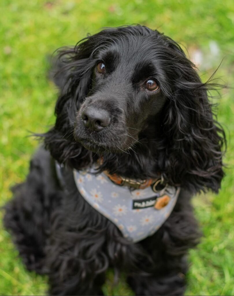 Photo of a black dog. Taking photos of pets is part of the job of a house sitter.