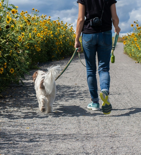 Part of the job of a house sitter is walking the dog.